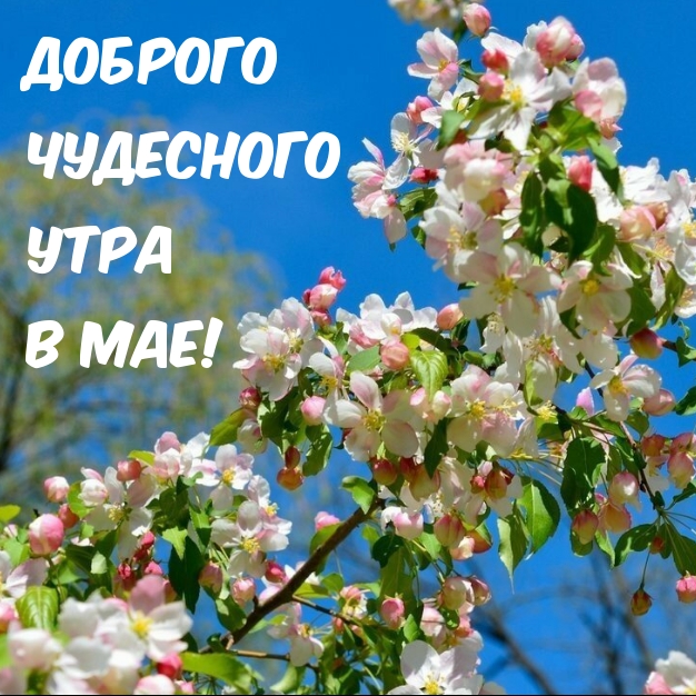 Доброго чудесного утра в мае!