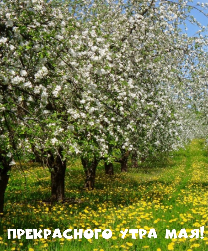 Прекрасного утра мая!