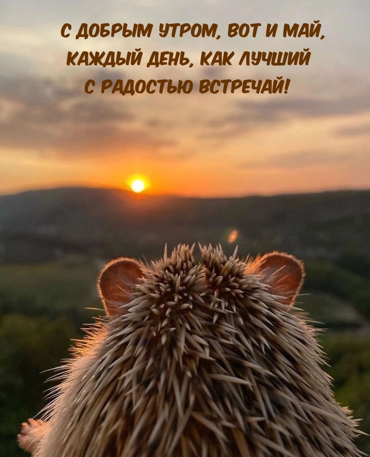 С добрым утром, вот и май, каждый день, как лучший с радостью встречай!