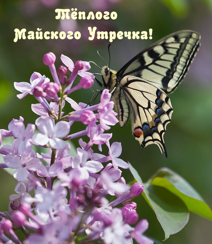 Тёплого Майского Утречка!