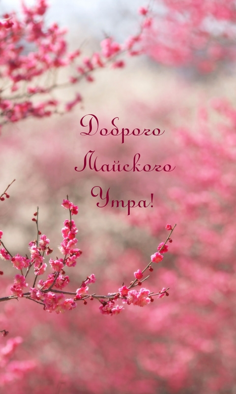 Доброго Майского Утра!