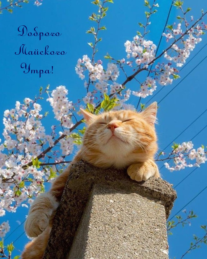 Доброго Майского Утра!