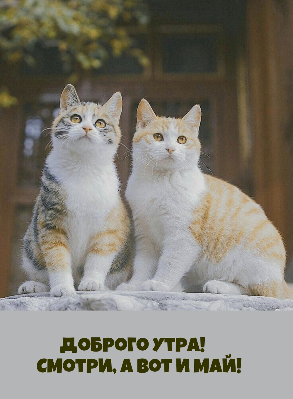 Доброго утра! Смотри, а вот и май! 