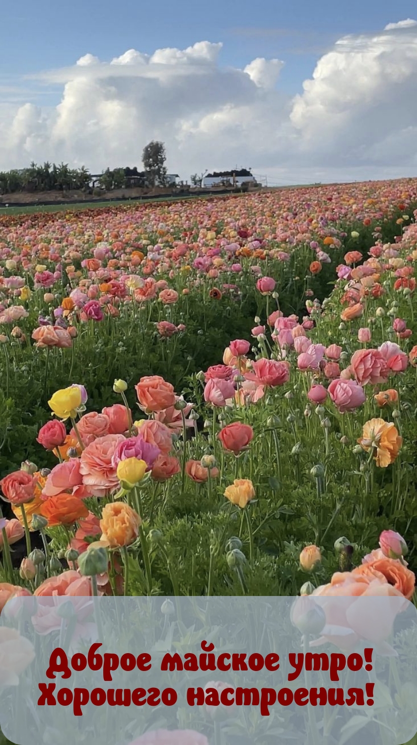 Доброе майское утро! Хорошего настроения! 