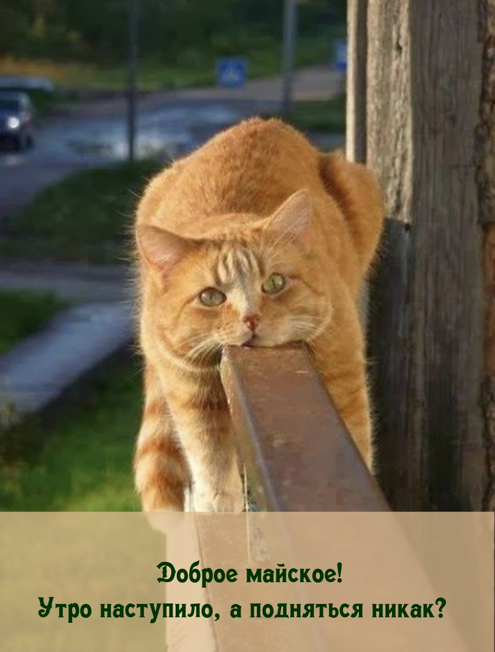 Доброе майское! Утро наступило, а подняться никак? 