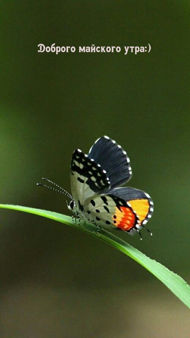 Доброго майского утра:)