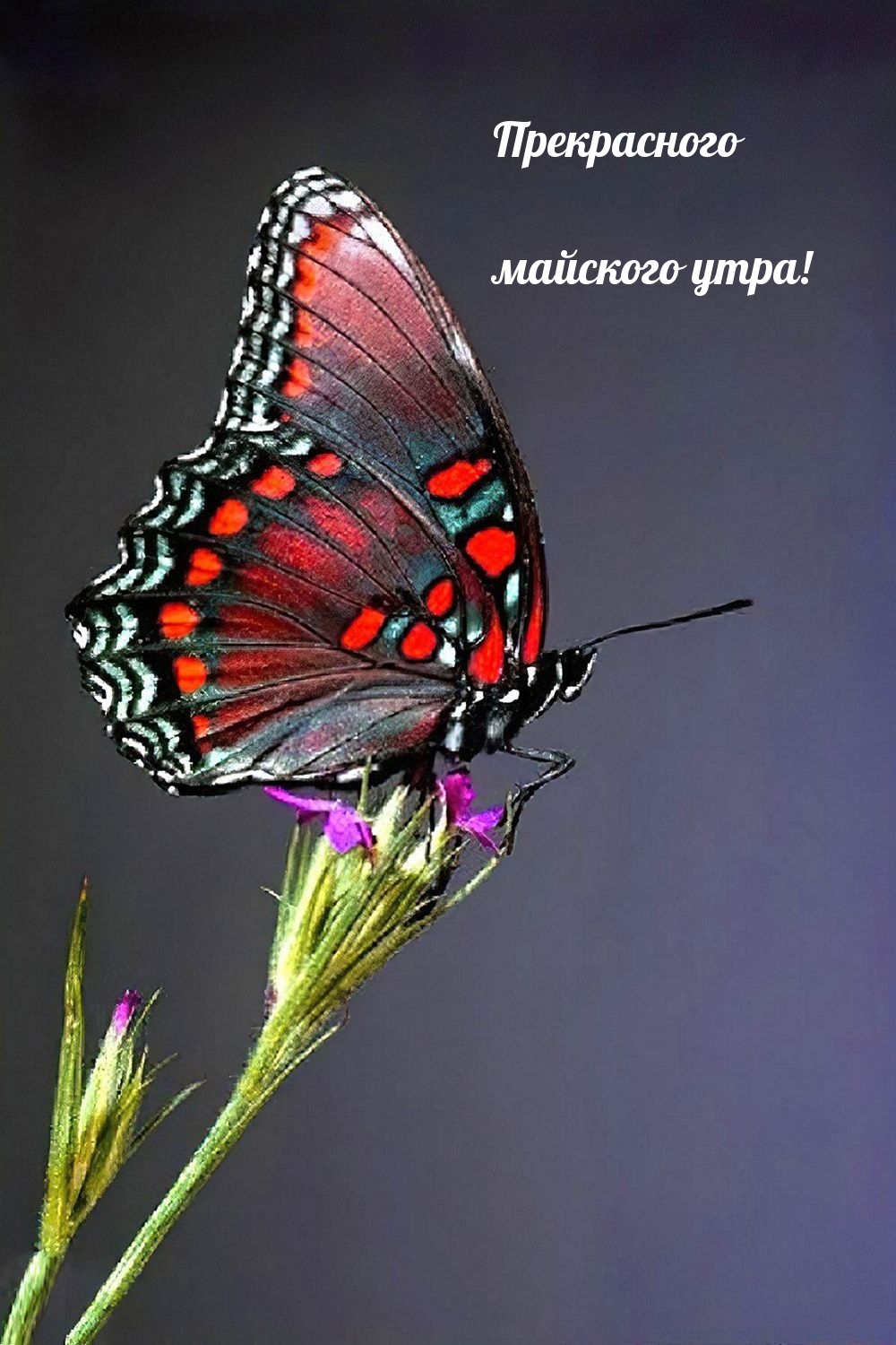 Прекрасного майского утра!