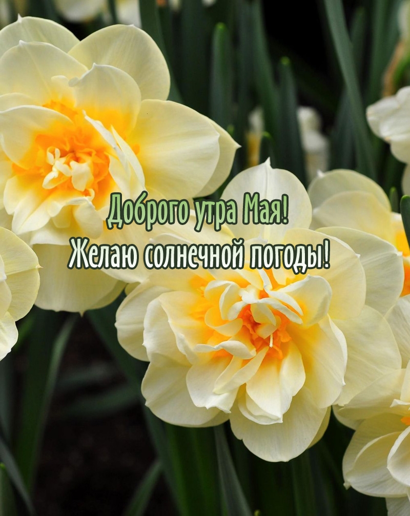 Доброго утра Мая! Желаю солнечной погоды!