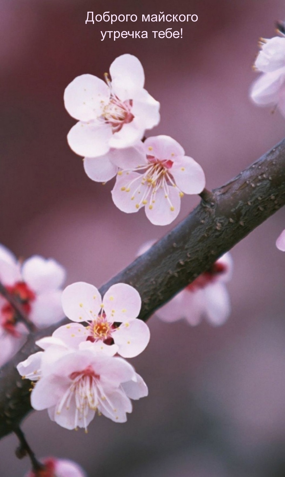 Доброго майского утречка тебе!