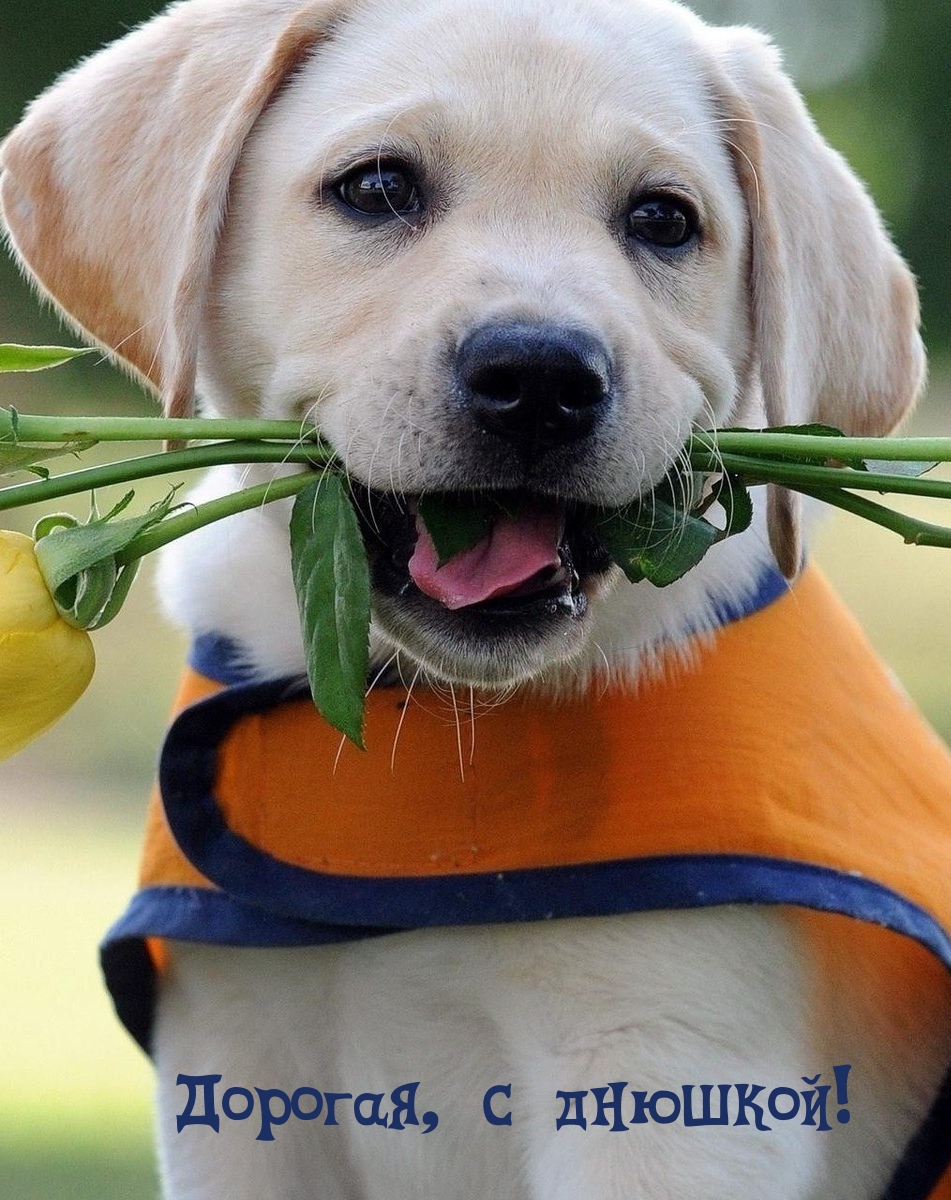 Дорогая, с днюшкой!