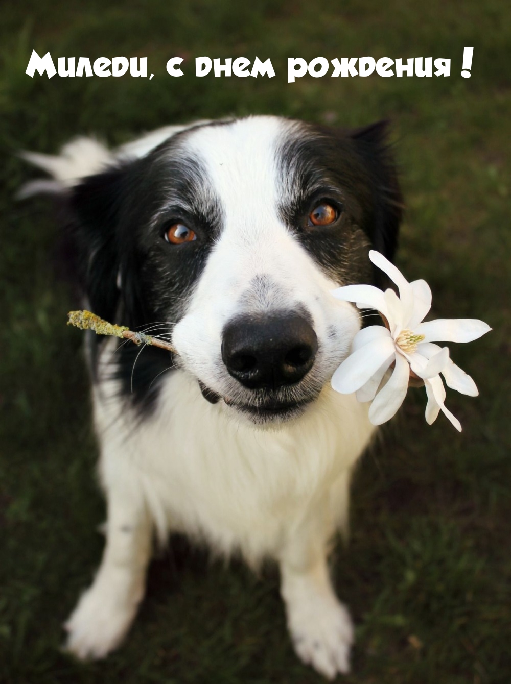 Миледи, с днем рождения!
