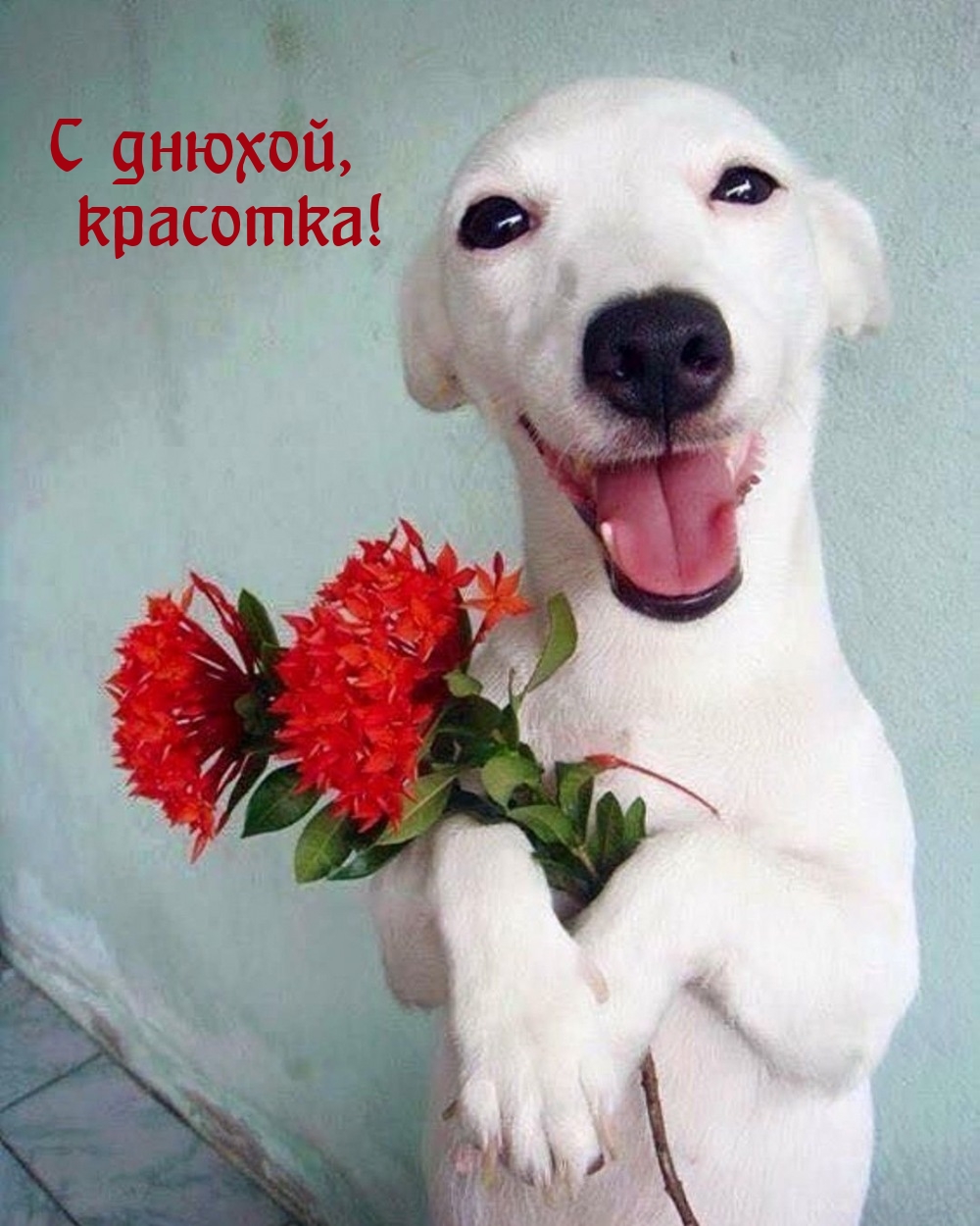 С днюхой, красотка!