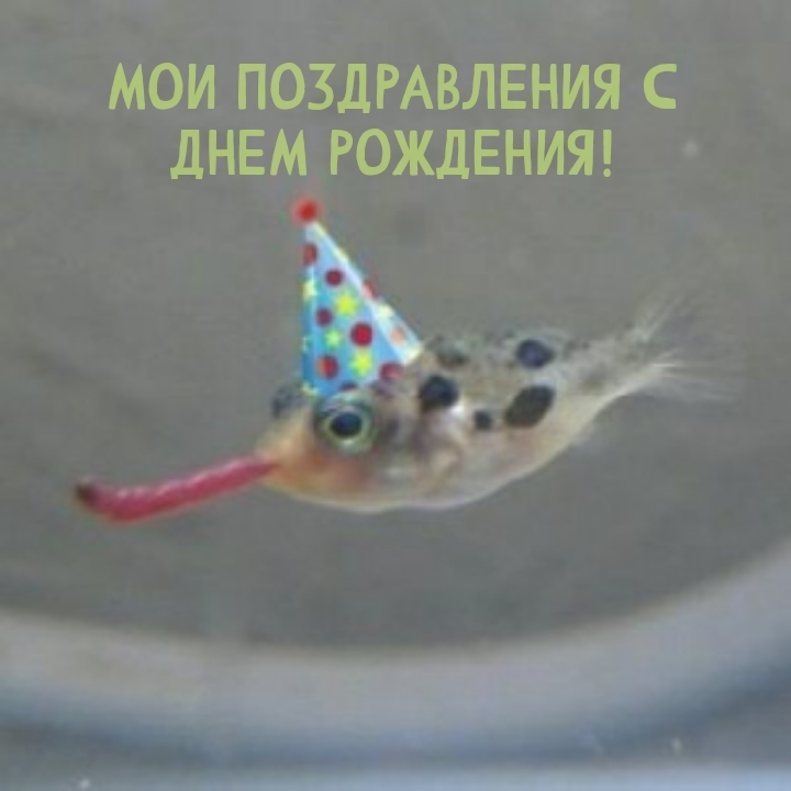 Мои поздравления с днем рождения!