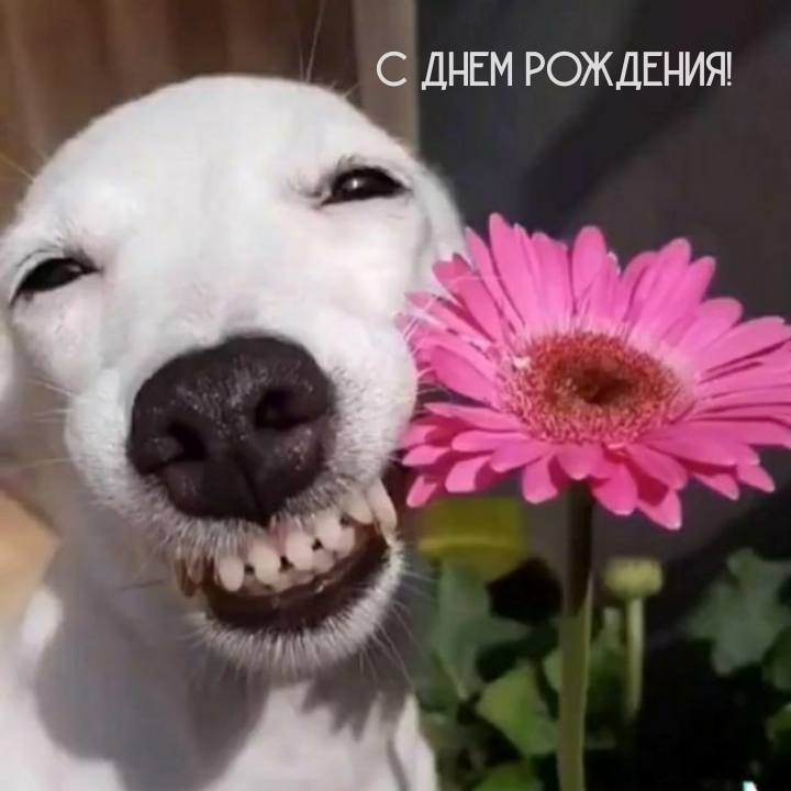 С днем рождения!