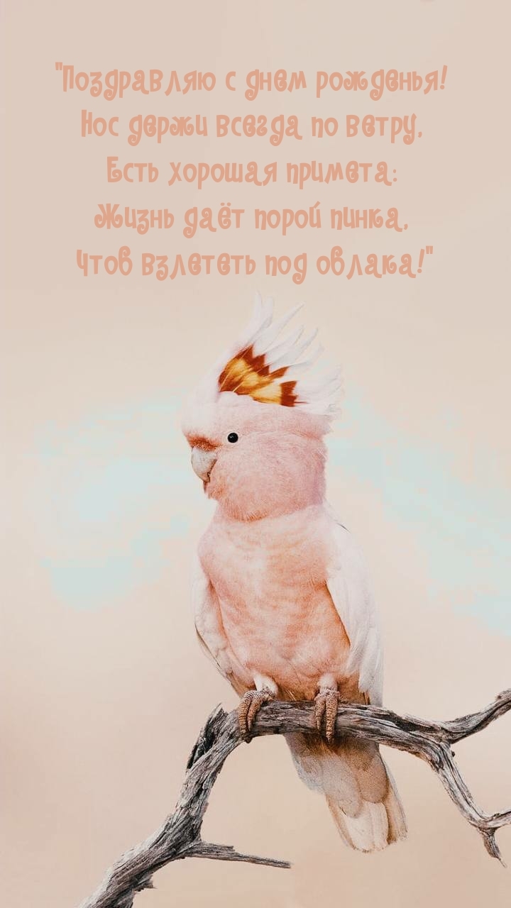 Поздравляю с днем рожденья! Нос держи всегда по ветру