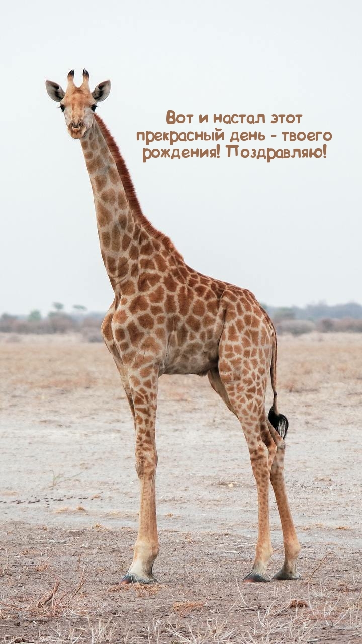 Вот и настал этот прекрасный день - твоего рождения!