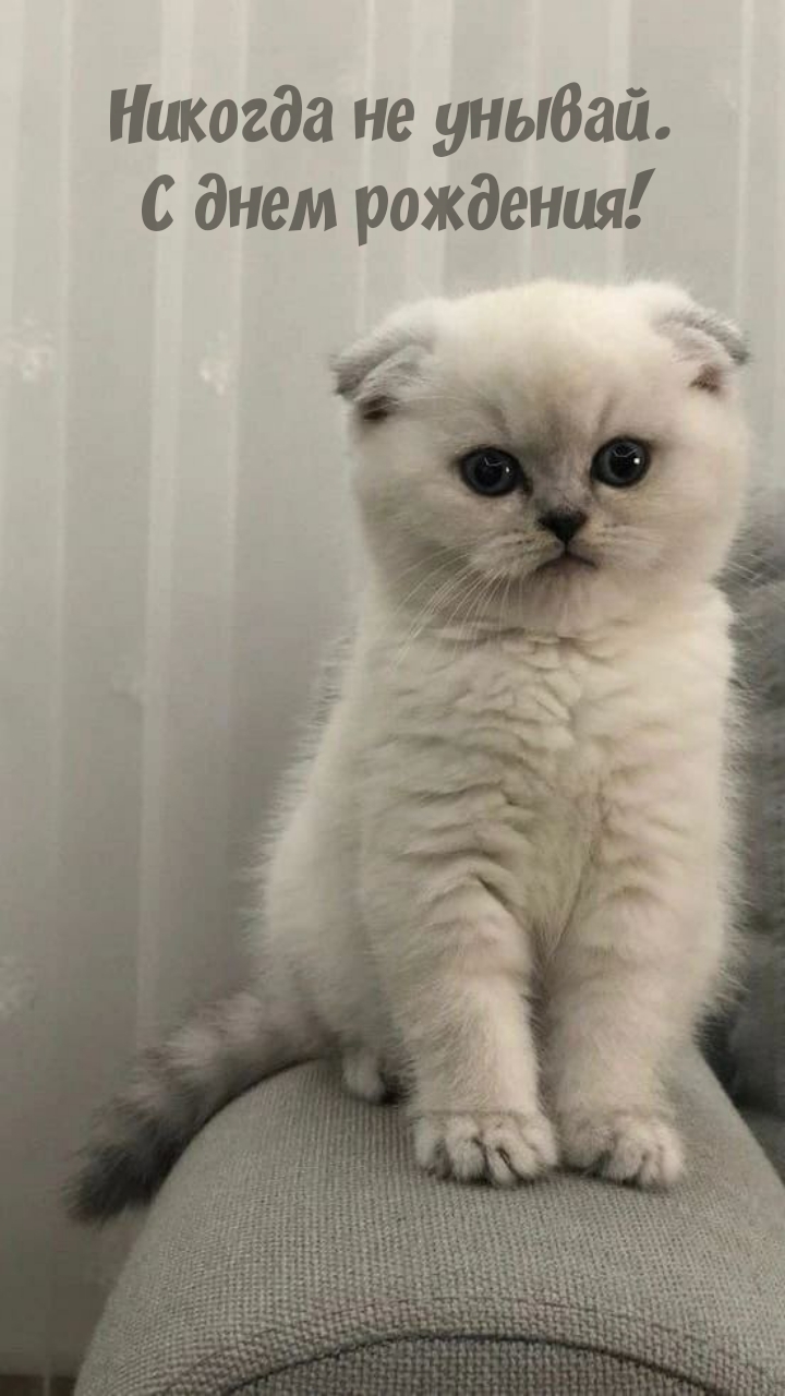 Никогда не унывай. С днем рождения!