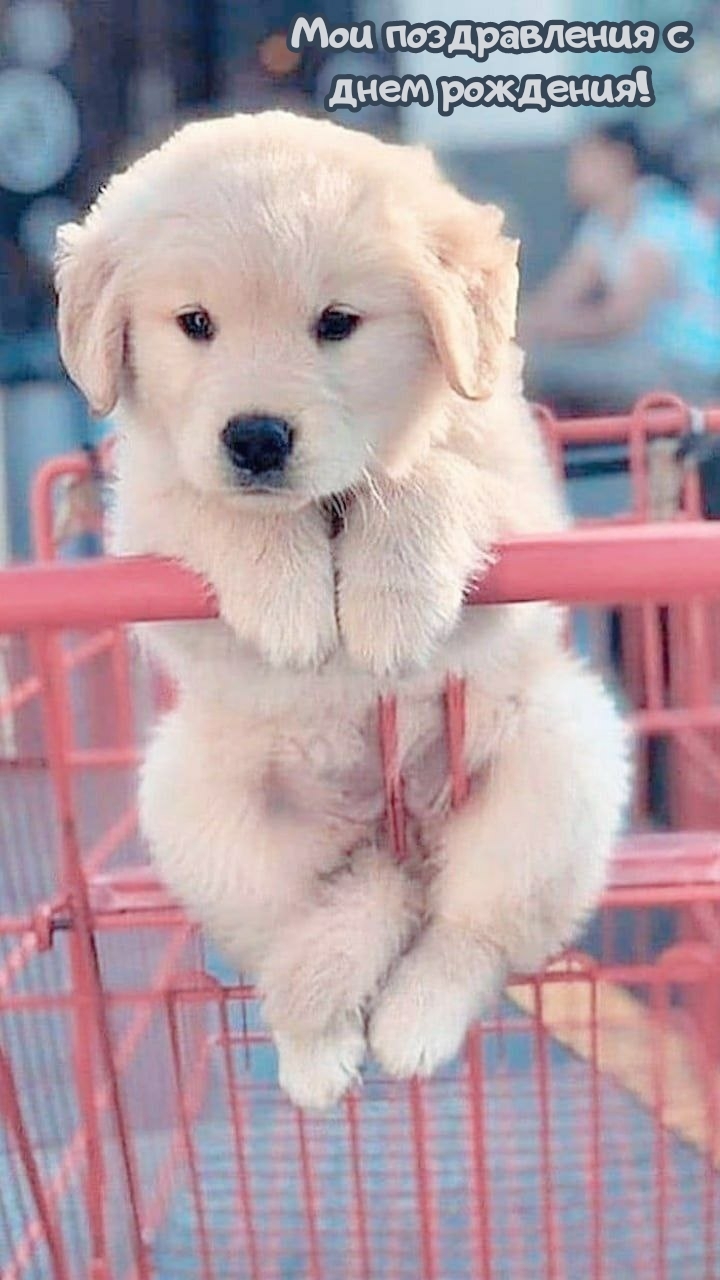 Мои поздравления с днем рождения!