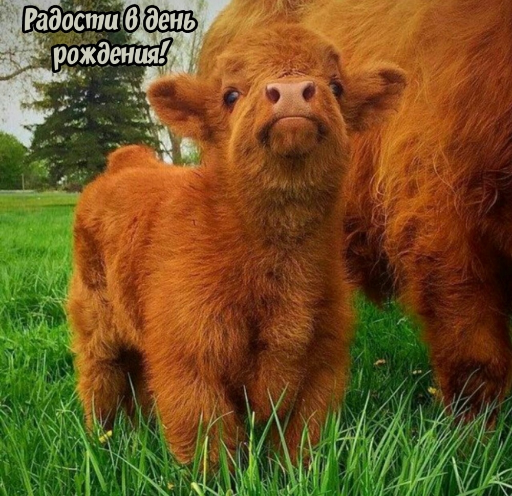 Радости в день рождения!