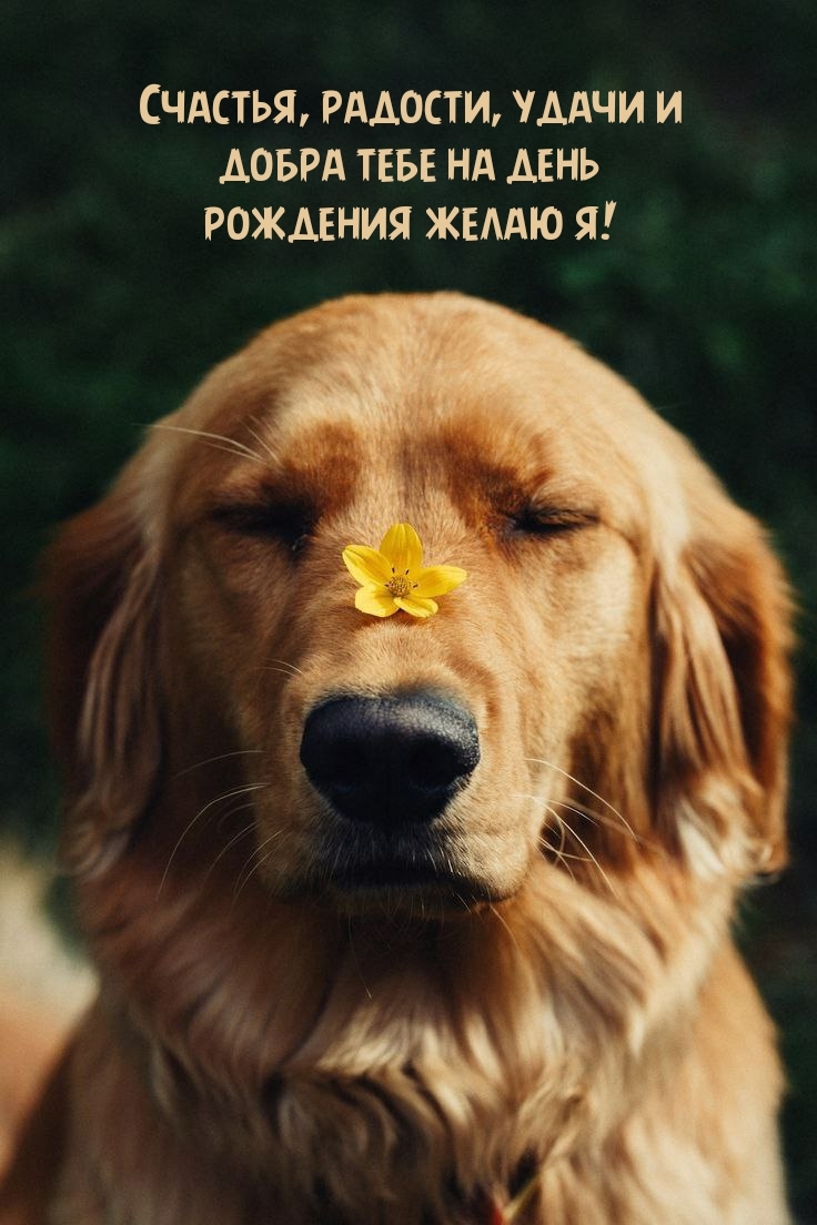 Счастья, радости, удачи и добра тебе на день рождения желаю я!