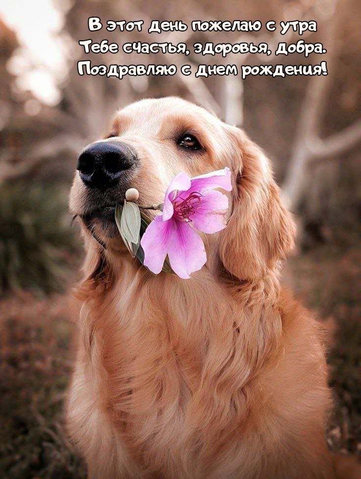 Тебе счастья, здоровья, добра. Поздравляю с днем рождения!