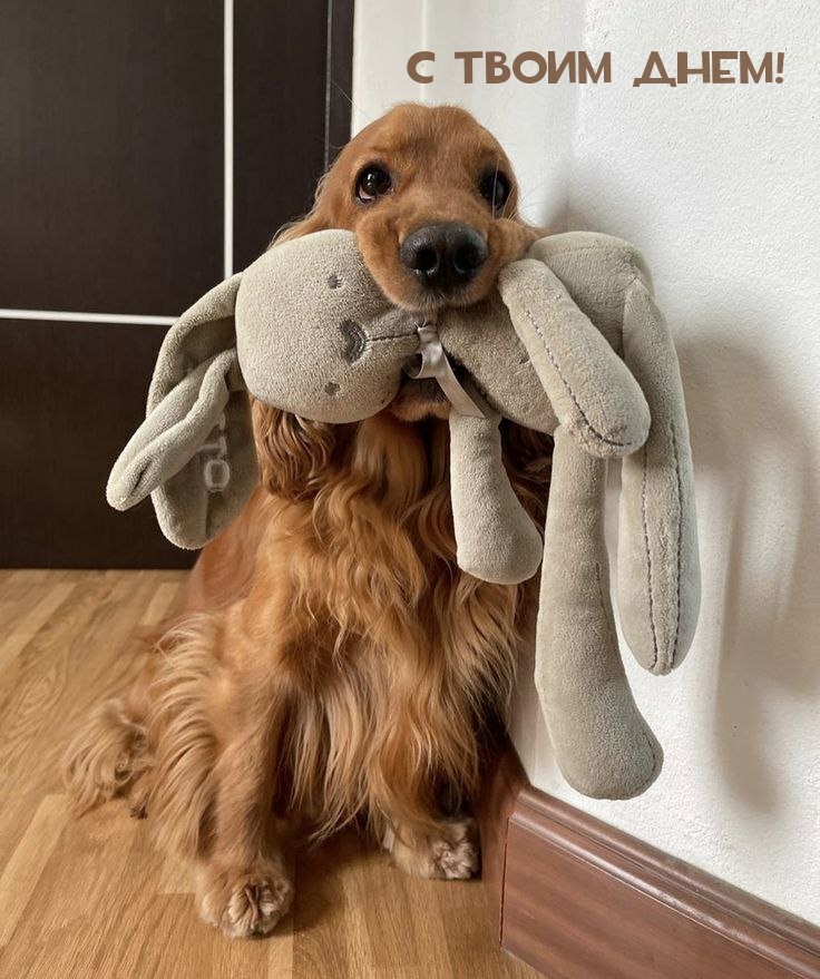 С твоим днем!