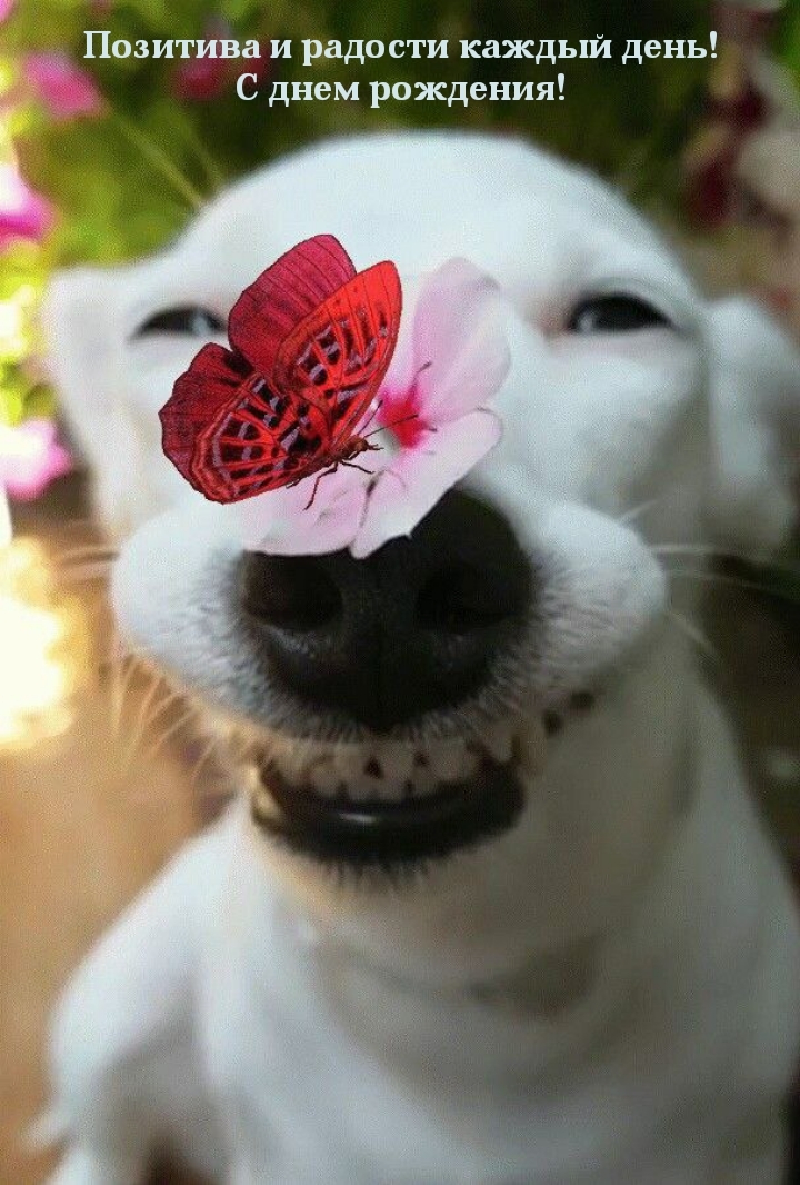 Позитива и радости каждый день! С днем рождения!