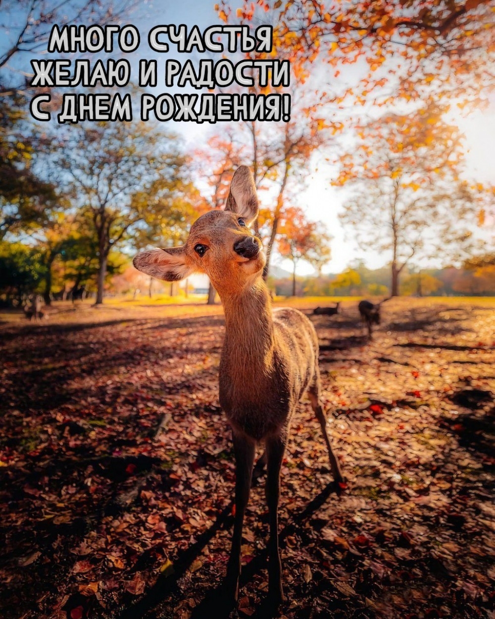 Много счастья желаю и радости с днем рождения!