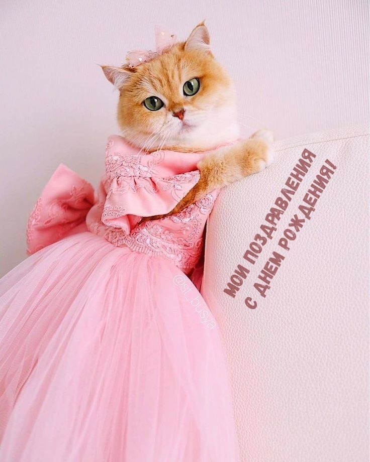 Мои поздравления с днем рождения!