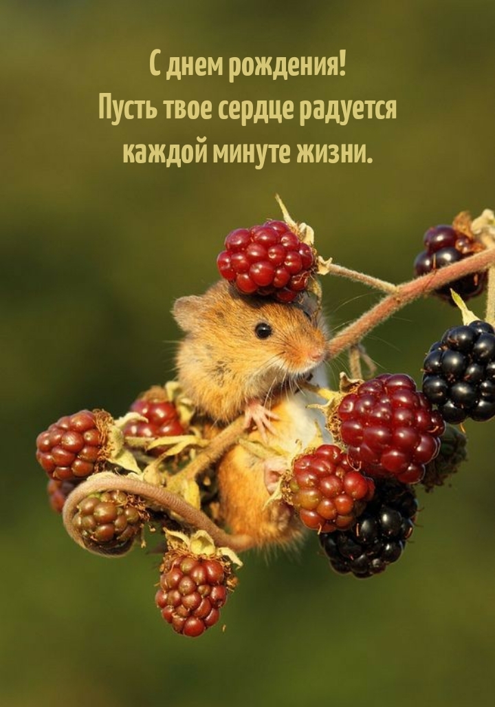 Пусть твое сердце радуется каждой минуте жизни.