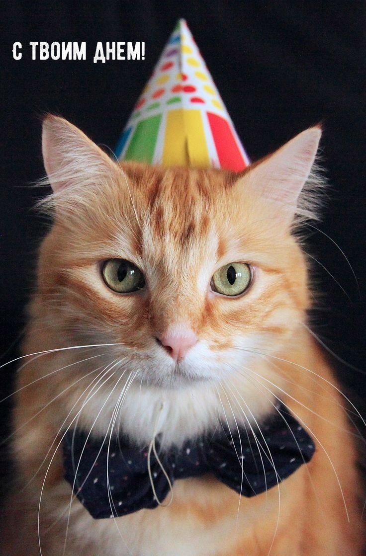 С твоим днем!