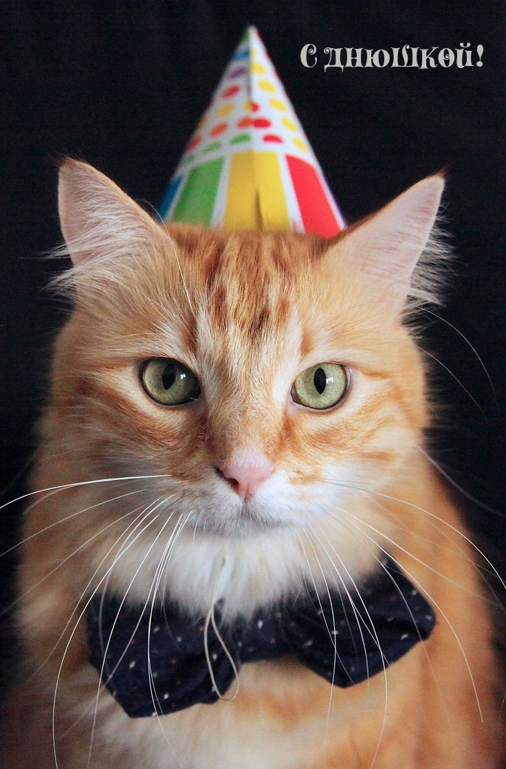 С днюшкой!