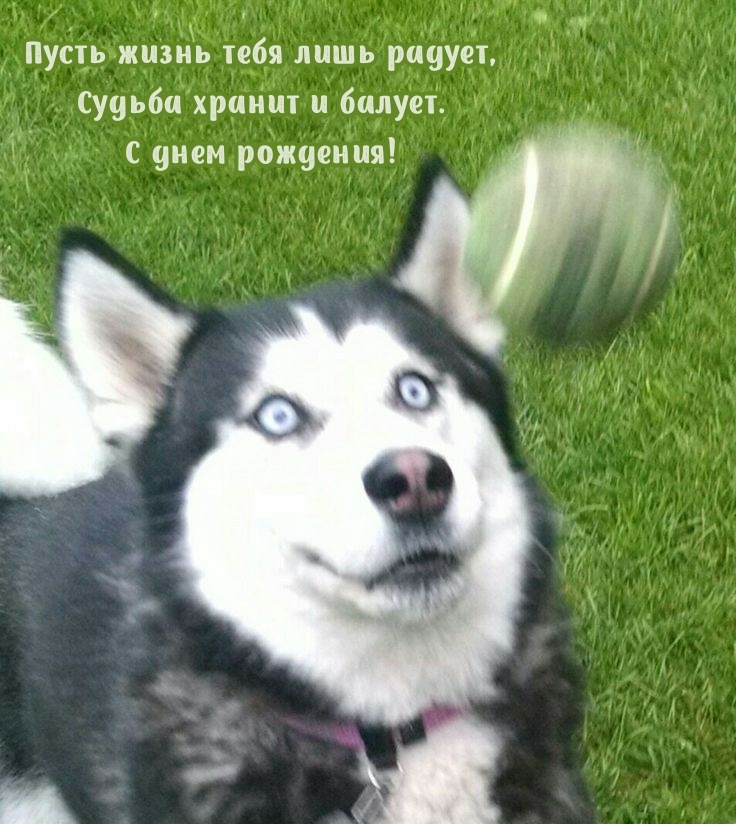 Пусть жизнь тебя лишь радует, судьба хранит и балует.