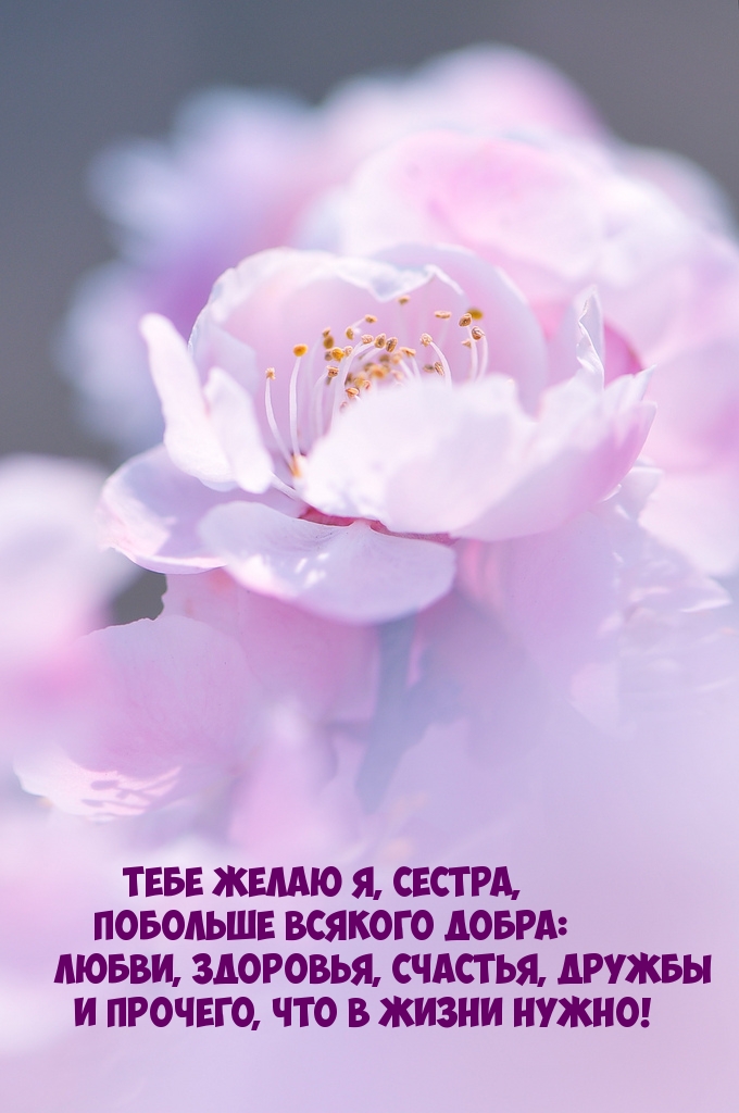 Тебе желаю я, сестра, побольше всякого добра