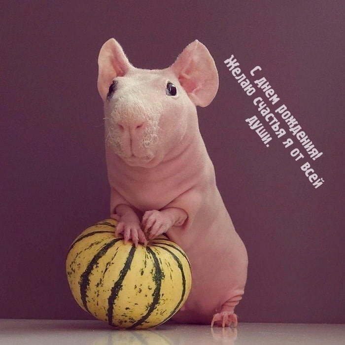 С днем рождения! Желаю счастья я от всей души.