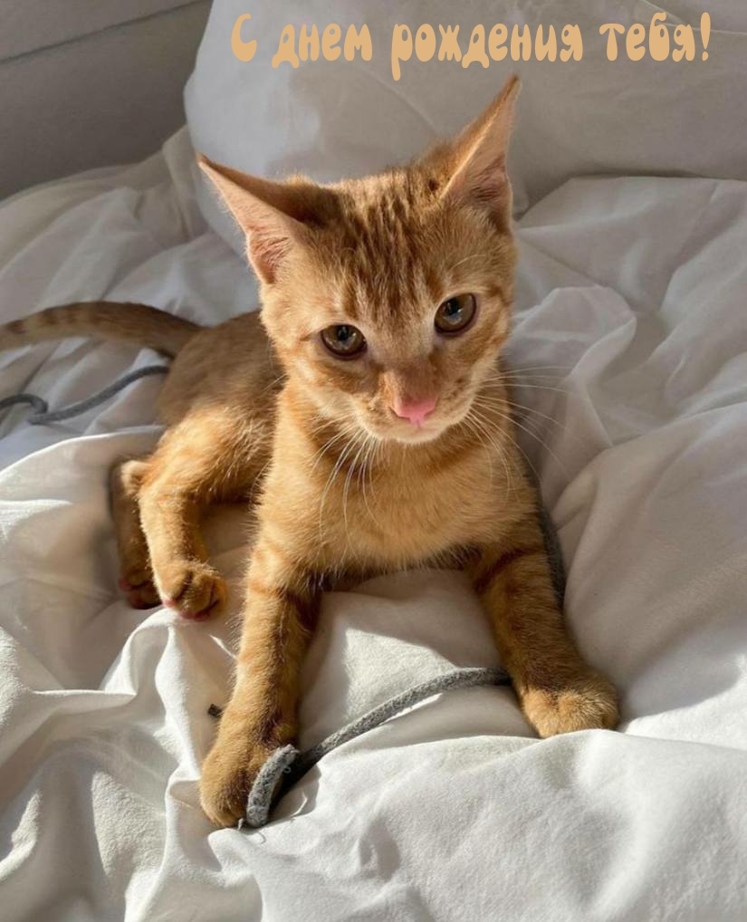 С днем рождения тебя!