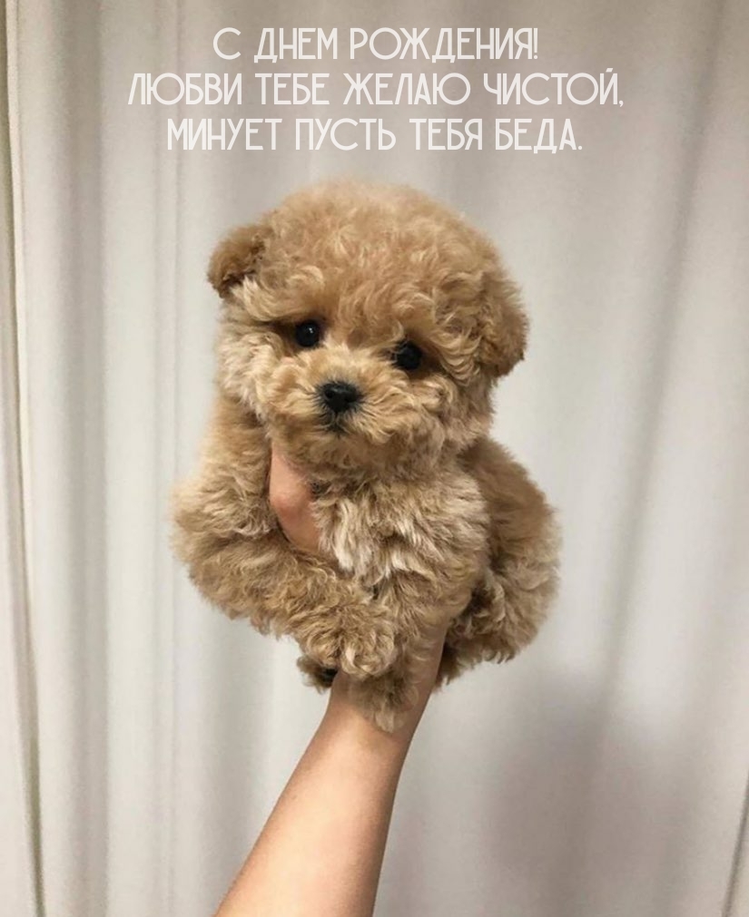 С днем рождения! Любви тебе желаю чистой