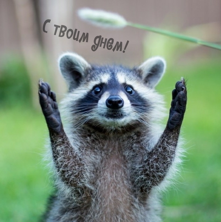 С твоим днем!