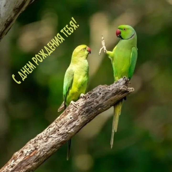 С днем рождения тебя!