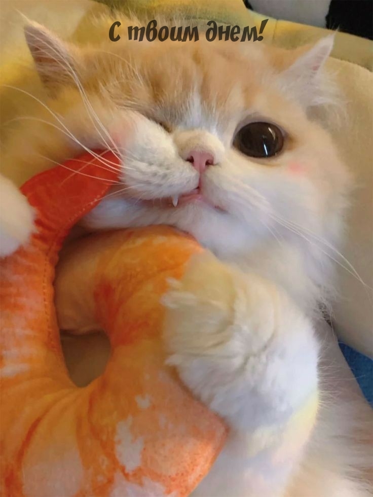 С твоим днем!