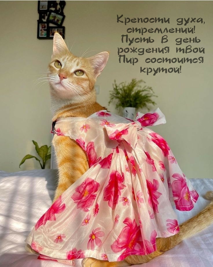 Пусть в день рождения твой пир состоится крутой!