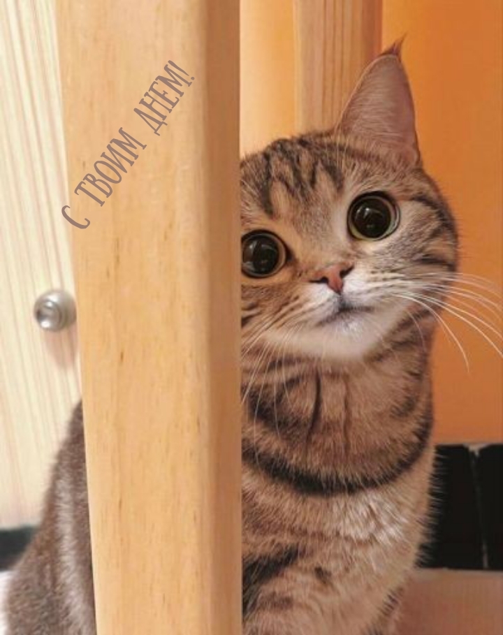 С твоим днем!