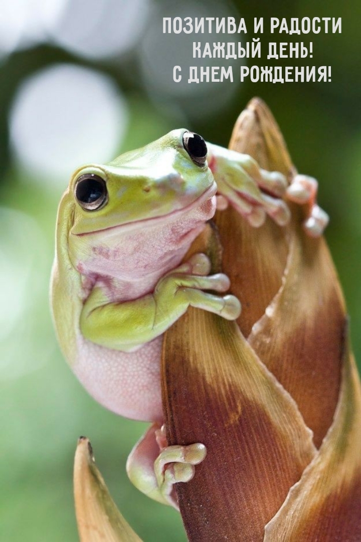 Позитива и радости каждый день! С днем рождения!