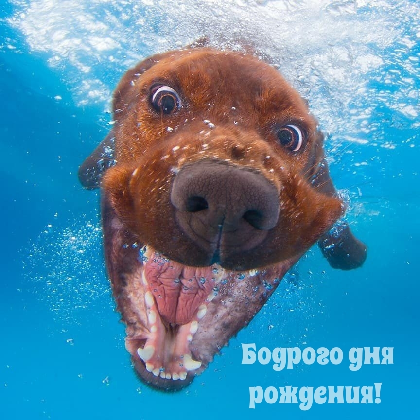 Бодрого дня рождения! 