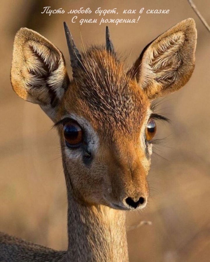 Пусть любовь будет, как в сказке С днем рождения!
