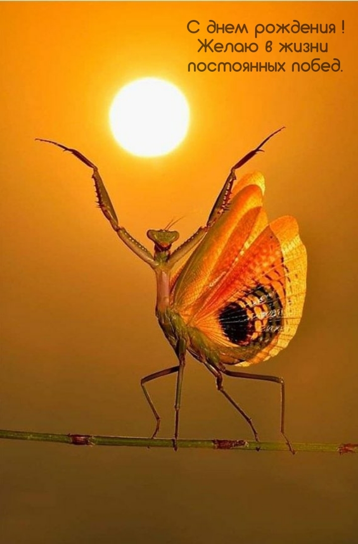  С днем рождения! Желаю в жизни постоянных побед.