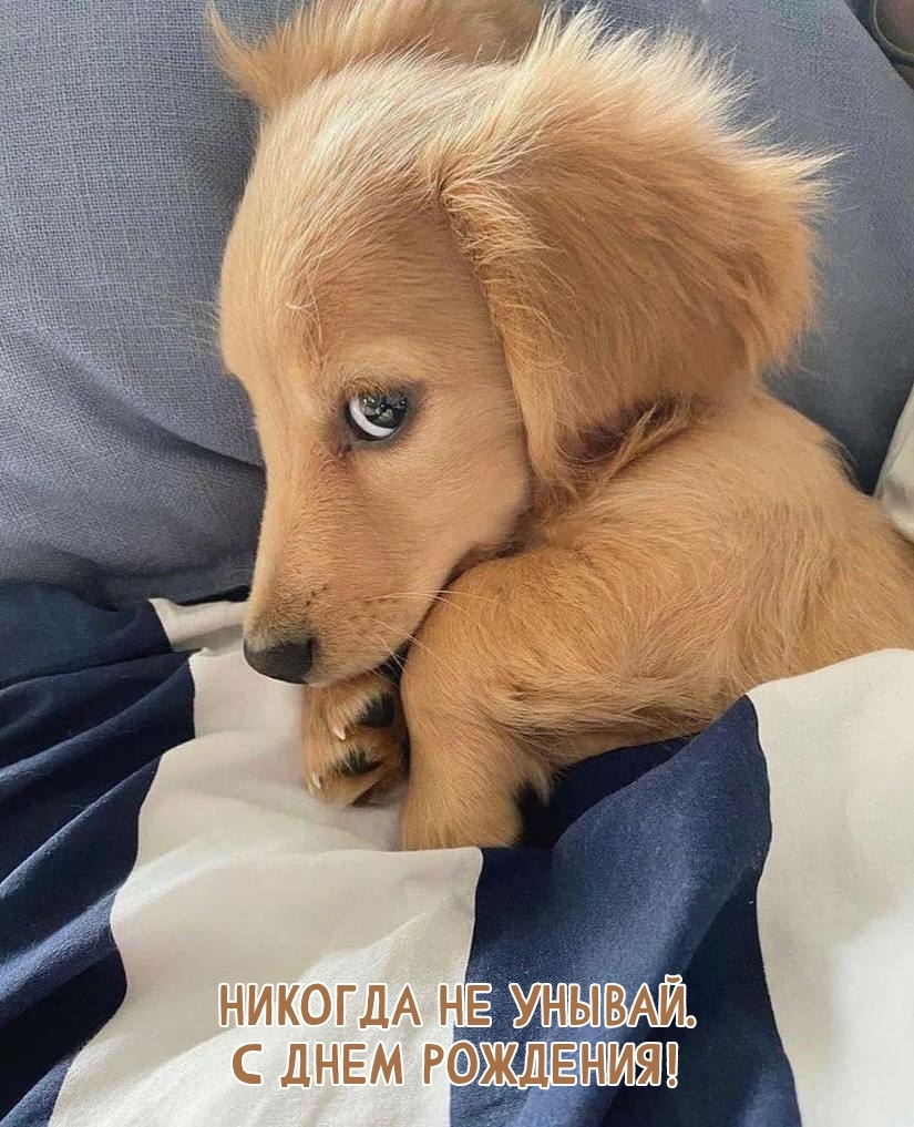 Никогда не унывай. С днем рождения!