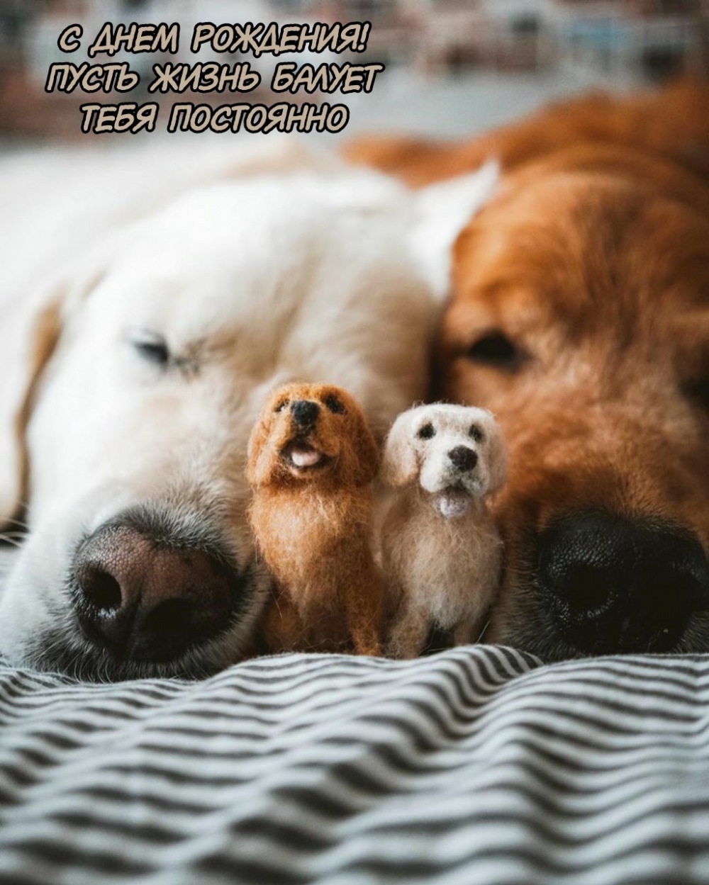С днем рождения! Пусть жизнь балует тебя постоянно
