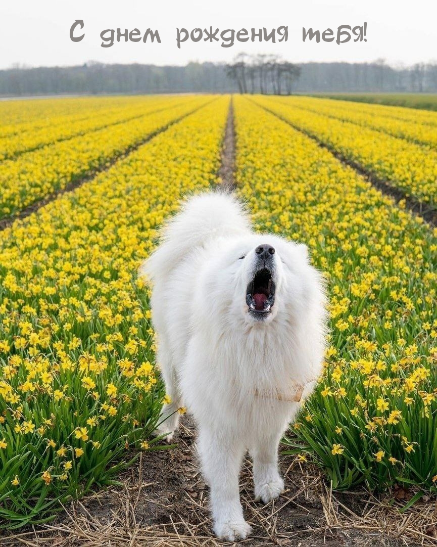 С днем рождения тебя!