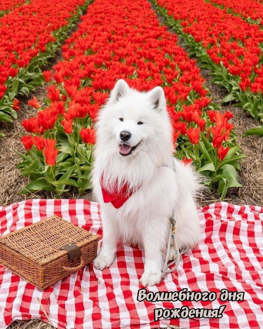 Волшебного дня рождения! 